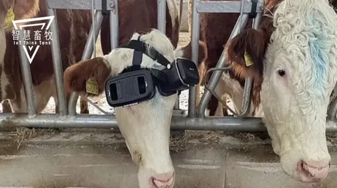 奶牛戴上VR眼镜仿佛回到草原，都能多产5升奶！畜牧元宇宙来了？